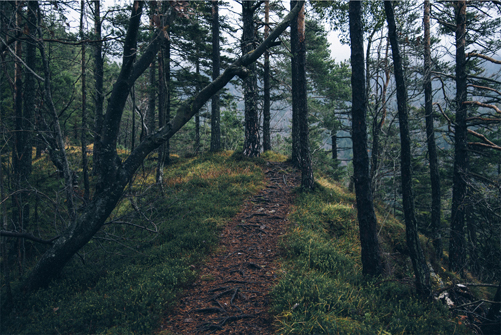 forest-trail